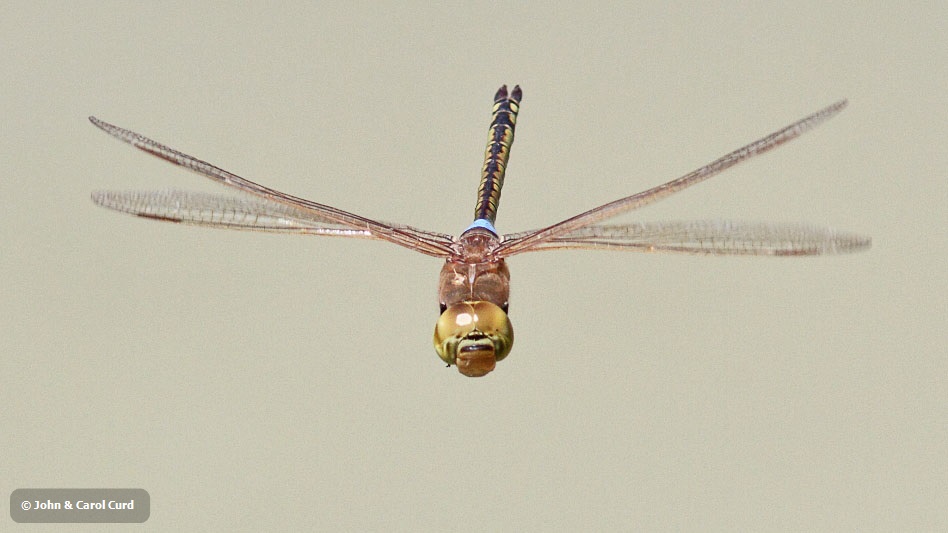 J17_0804 Anax ephippiger male.JPG